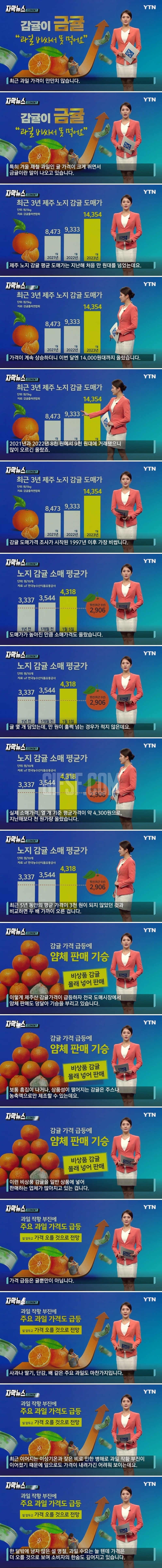 [이슈/유머]귤값이 금이다