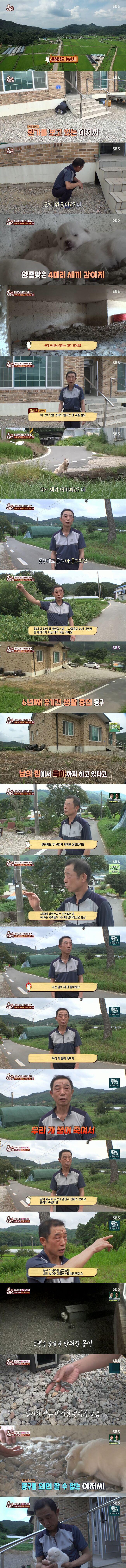 [이슈/유머] 본인 반려견을 물어죽인 유기견